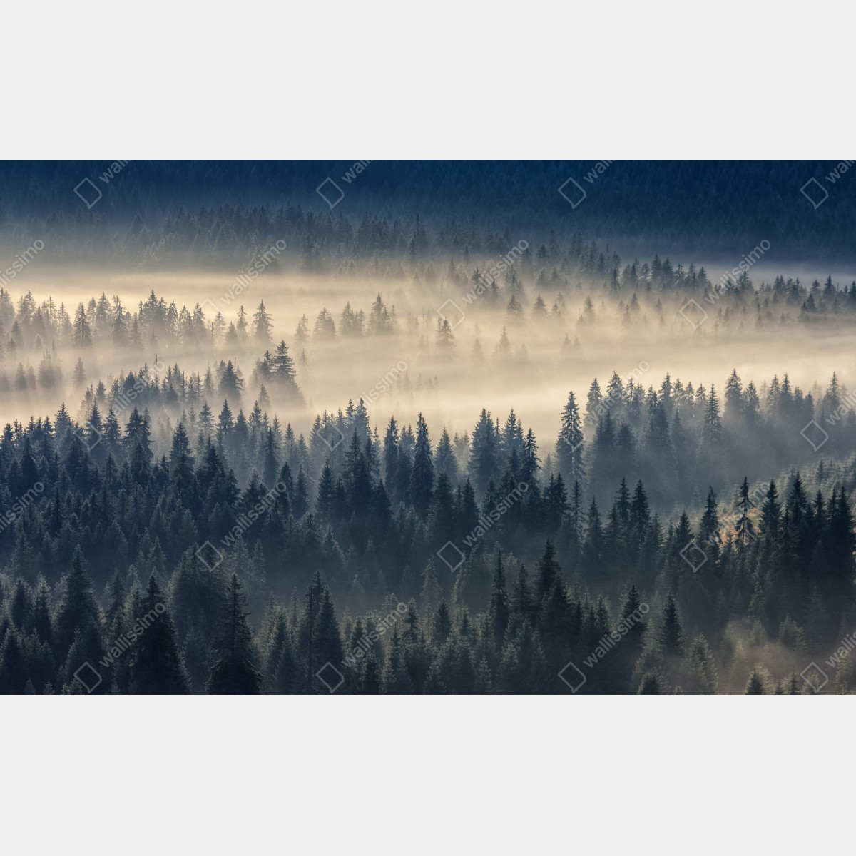 Fototapeta mglista dolina świerków o świcie – Wallissimo® Fototapeta mglista dolina świerków o świcie – Wallissimo®
