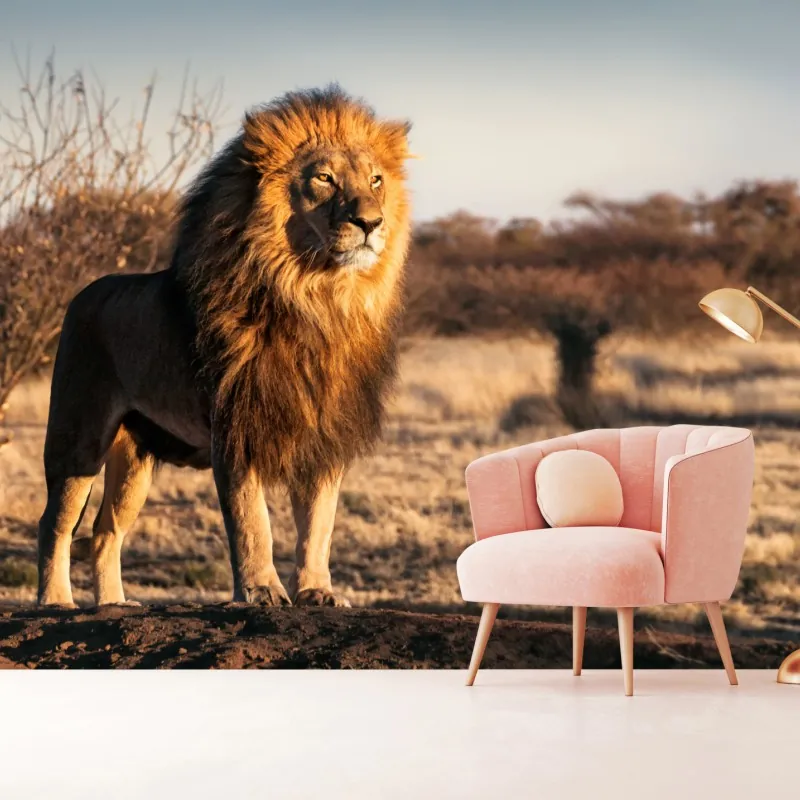 Fototapeta władczy lew na sawannie