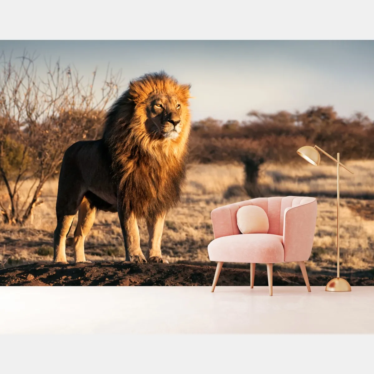 Fototapeta władczy lew na sawannie – Wallissimo® Fototapeta władczy lew na sawannie – Wallissimo®