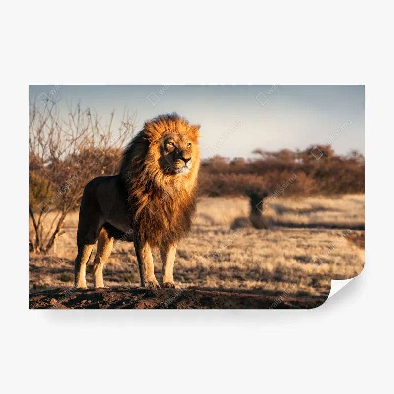 Fototapeta egzotyczne tygrysy wśród liści – Wallissimo®