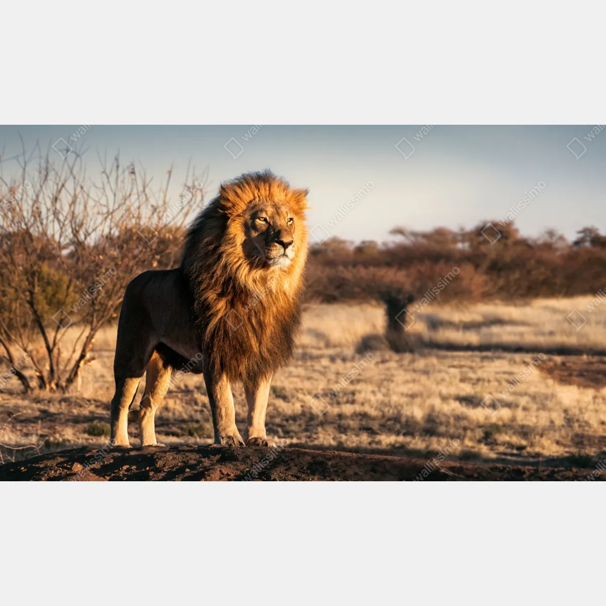 Fototapeta władczy lew na sawannie – Wallissimo® Fototapeta władczy lew na sawannie – Wallissimo®