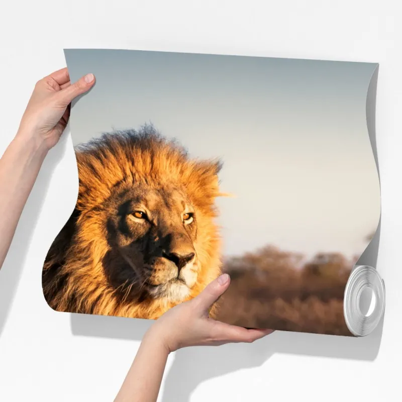 Fototapeta władczy lew na sawannie – Wallissimo® Fototapeta władczy lew na sawannie – Wallissimo®