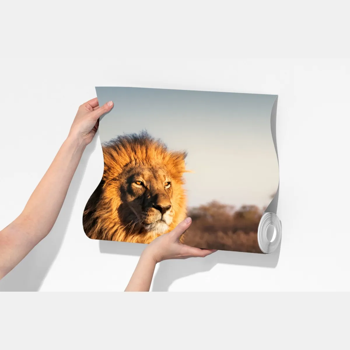 Fototapeta władczy lew na sawannie – Wallissimo® Fototapeta władczy lew na sawannie – Wallissimo®