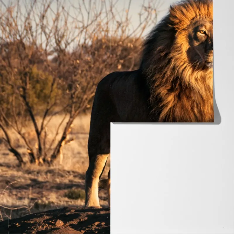 Fototapeta władczy lew na sawannie – Wallissimo® Fototapeta władczy lew na sawannie – Wallissimo®