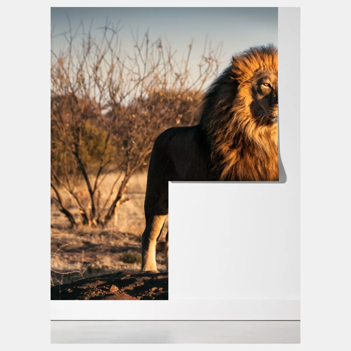 Fototapeta władczy lew na sawannie – Wallissimo® Fototapeta władczy lew na sawannie – Wallissimo®