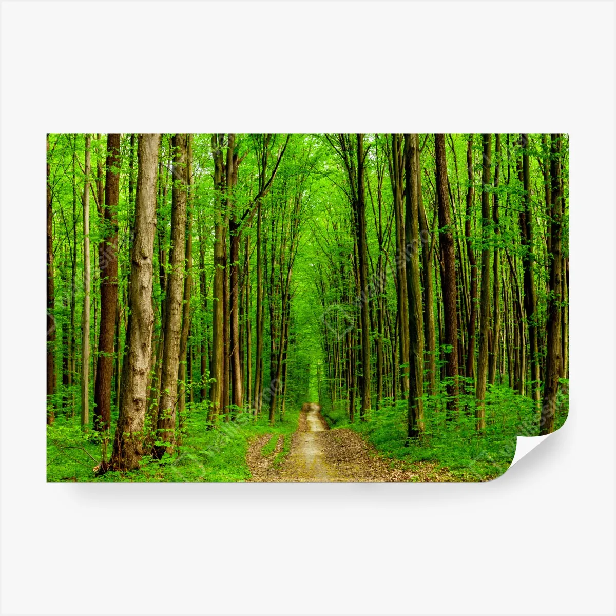 Fototapeta zielona leśna ścieżka wiosną – Wallissimo® Fototapeta zielona leśna ścieżka wiosną – Wallissimo®