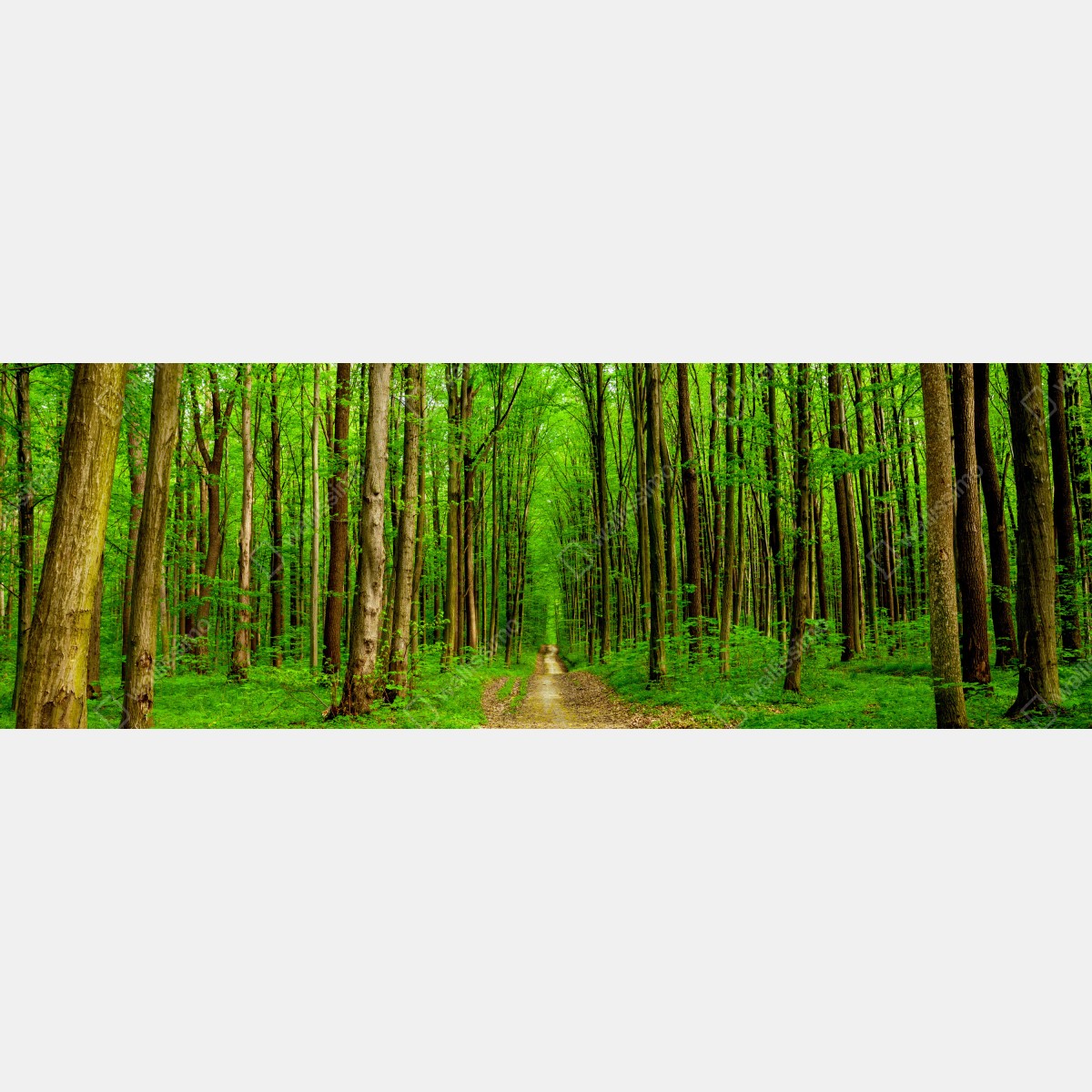 Fototapeta zielona leśna ścieżka wiosną – Wallissimo® Fototapeta zielona leśna ścieżka wiosną – Wallissimo®