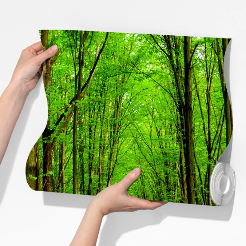 Fototapeta zielona leśna ścieżka wiosną – Wallissimo® Fototapeta zielona leśna ścieżka wiosną – Wallissimo®