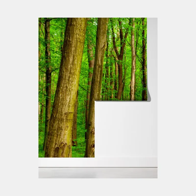 Fototapeta zielona leśna ścieżka wiosną – Wallissimo® Fototapeta zielona leśna ścieżka wiosną – Wallissimo®