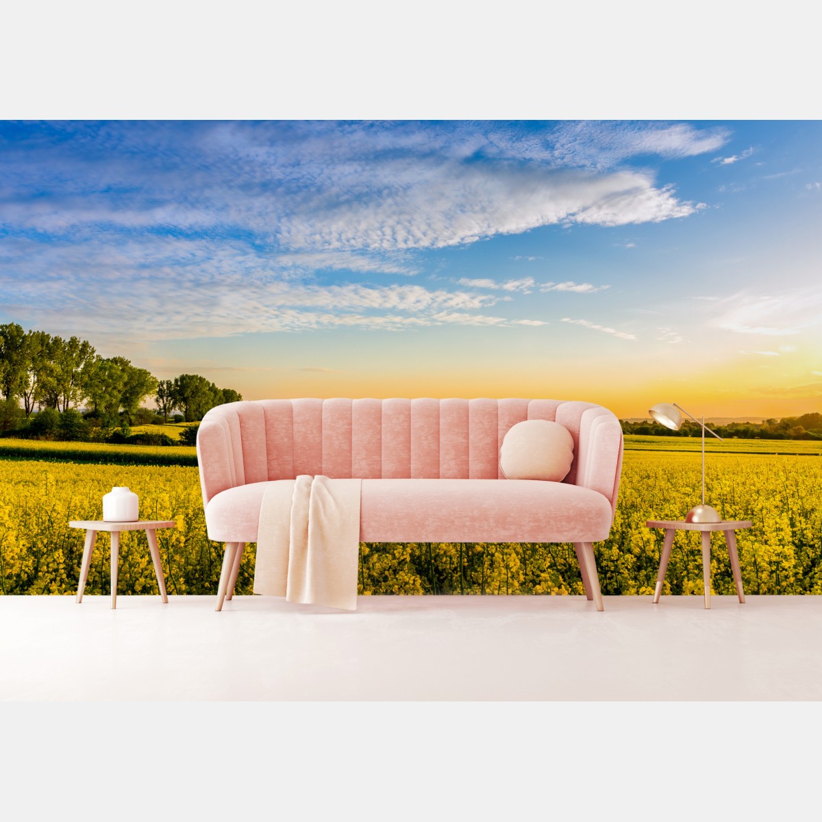 Wall mural sunlit canola field at sunset