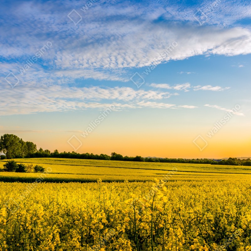 Fototapeta słoneczne pole rzepaku o zachodzie słońca – Wallissimo® Fototapeta słoneczne pole rzepaku o zachodzie słońca – Wallissimo®