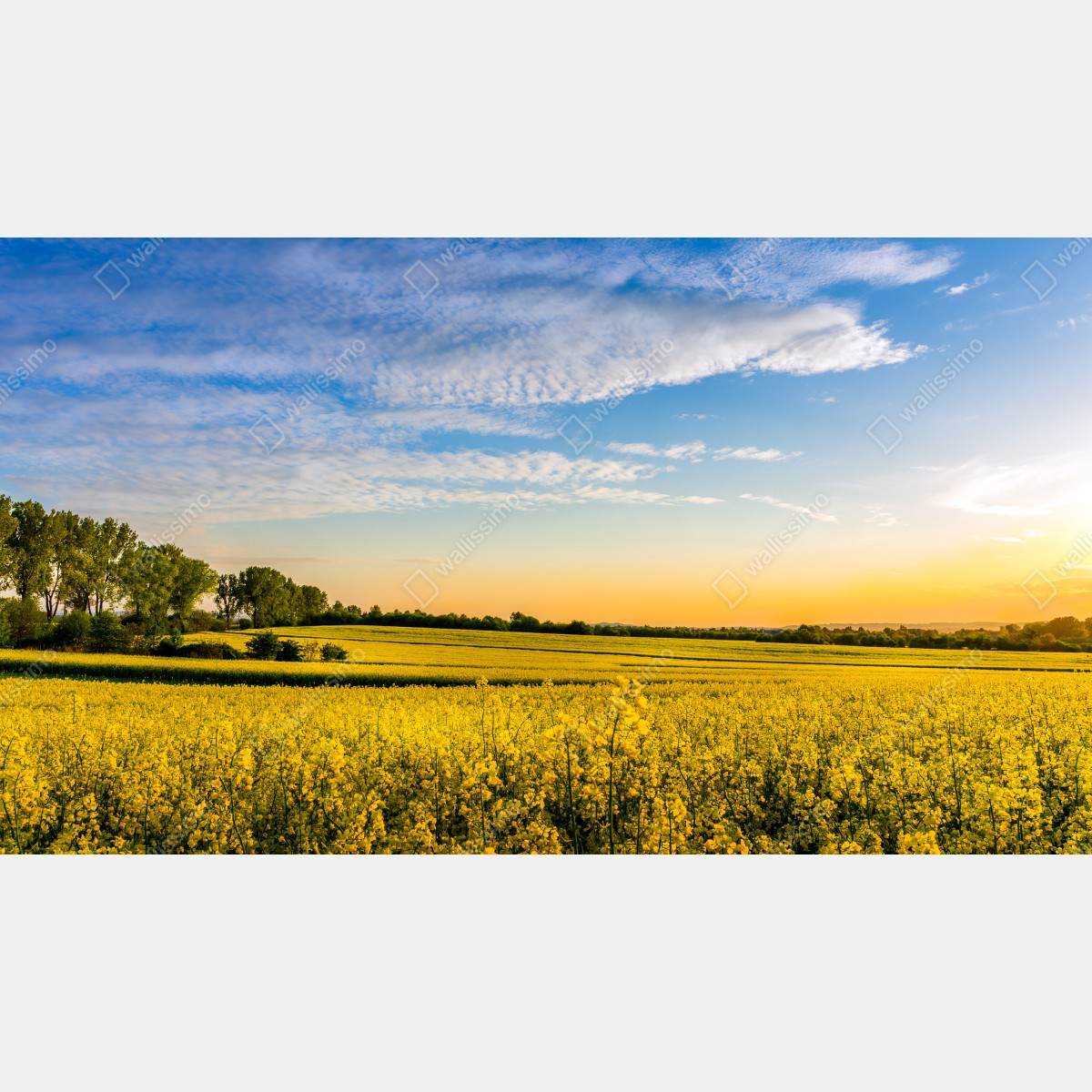 Fototapeta słoneczne pole rzepaku o zachodzie słońca – Wallissimo® Fototapeta słoneczne pole rzepaku o zachodzie słońca – Wallissimo®