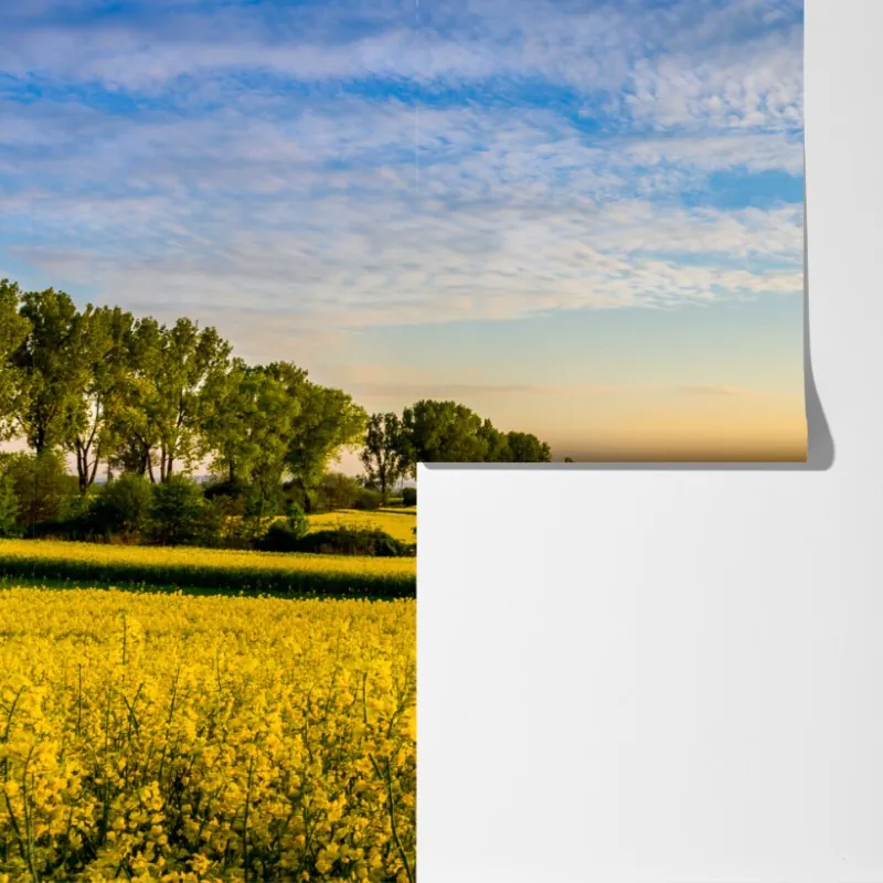 Fototapeta słoneczne pole rzepaku o zachodzie słońca – Wallissimo® Fototapeta słoneczne pole rzepaku o zachodzie słońca – Wallissimo®