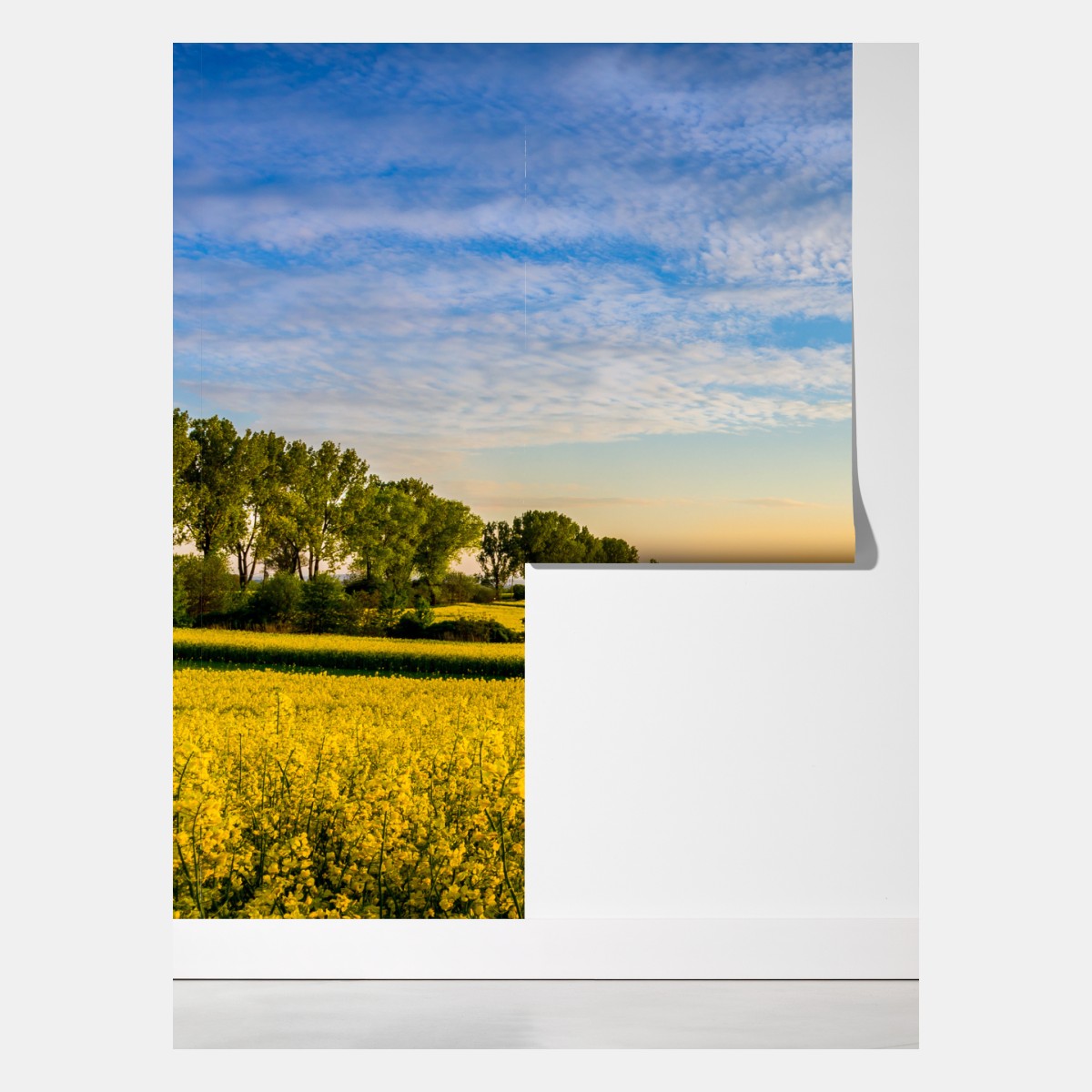 Fototapeta słoneczne pole rzepaku o zachodzie słońca – Wallissimo® Fototapeta słoneczne pole rzepaku o zachodzie słońca – Wallissimo®