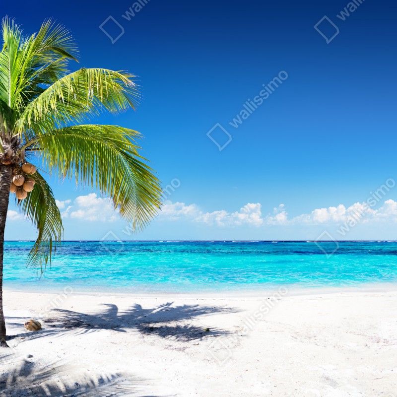 Fototapeta tropikalna palma na turkusowej plaży – Wallissimo® Fototapeta tropikalna palma na turkusowej plaży – Wallissimo®