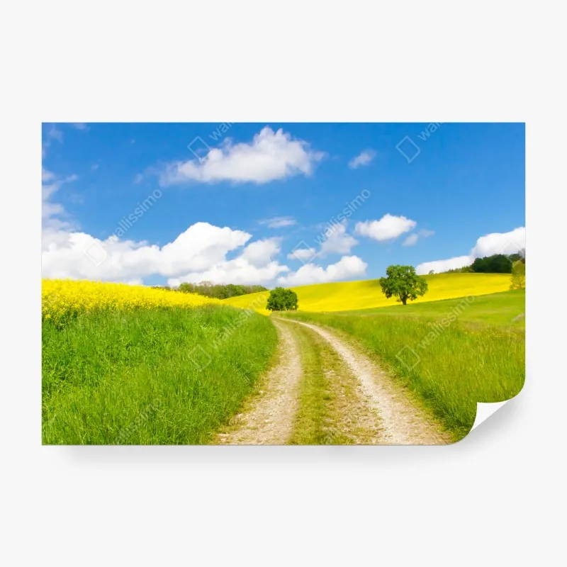 Fototapeta złote pole siana pod błękitnym niebem – Wallissimo®