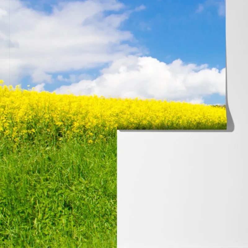 Fototapeta słoneczna wiejska droga przez żółte pola – Wallissimo® Fototapeta słoneczna wiejska droga przez żółte pola – Wallissimo®