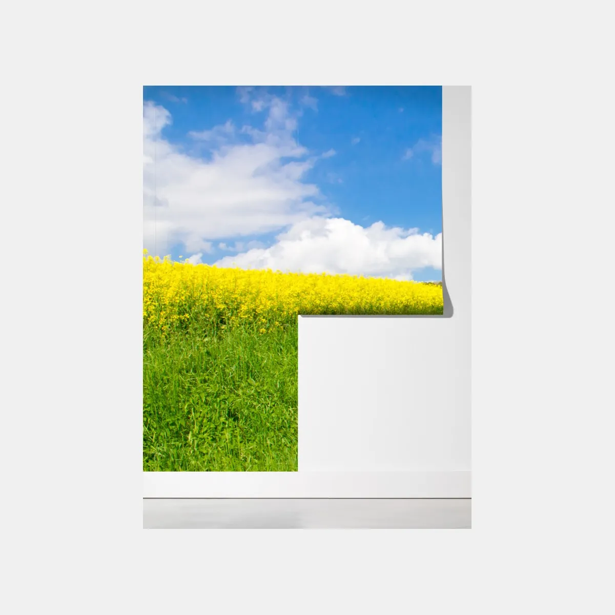 Fototapeta słoneczna wiejska droga przez żółte pola – Wallissimo® Fototapeta słoneczna wiejska droga przez żółte pola – Wallissimo®