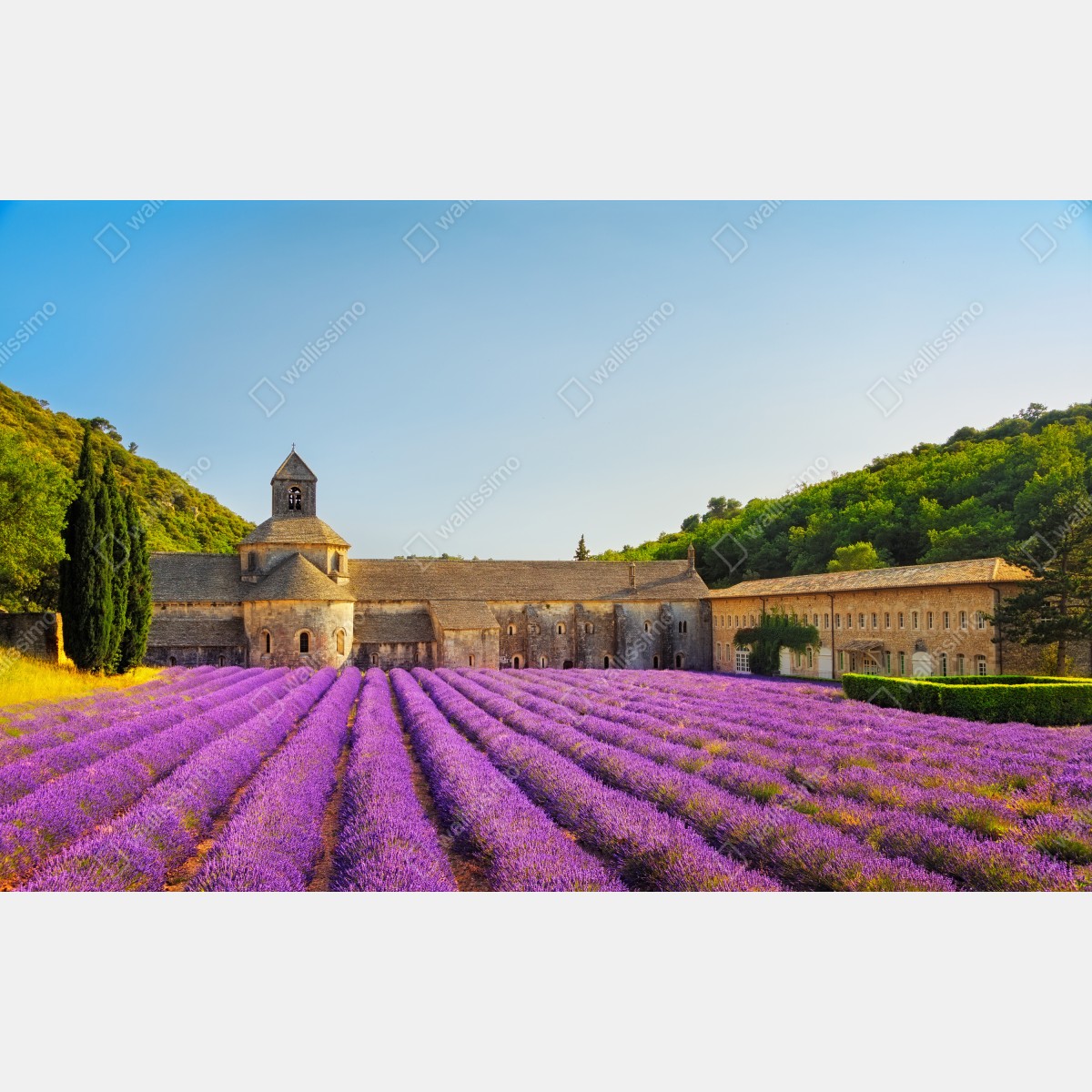 Fototapeta pola lawendy przy Opactwie Sénanque, Prowansja – Wallissimo® Fototapeta pola lawendy przy Opactwie Sénanque, Prowansja – Wallissimo®
