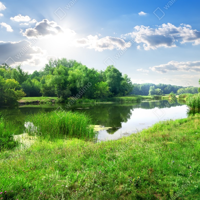 Fototapeta słoneczna łąka nad rzeką – Wallissimo® Fototapeta słoneczna łąka nad rzeką – Wallissimo®