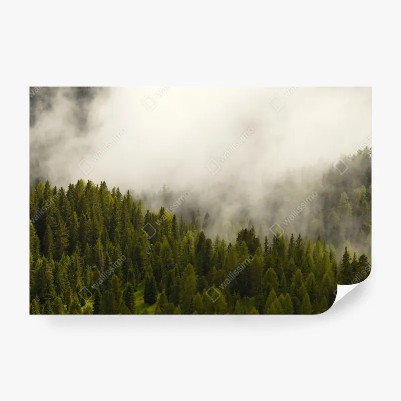 Fototapeta wzór botaniczny liści monstery – Wallissimo®