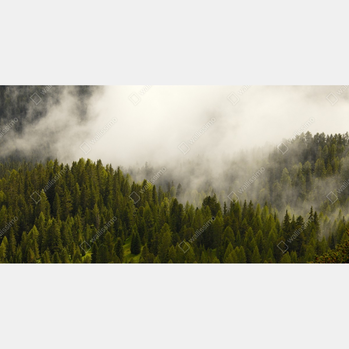 Fototapeta mglisty las iglasty – Wallissimo® Fototapeta mglisty las iglasty – Wallissimo®