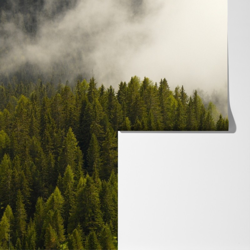 Fototapeta mglisty las iglasty – Wallissimo® Fototapeta mglisty las iglasty – Wallissimo®