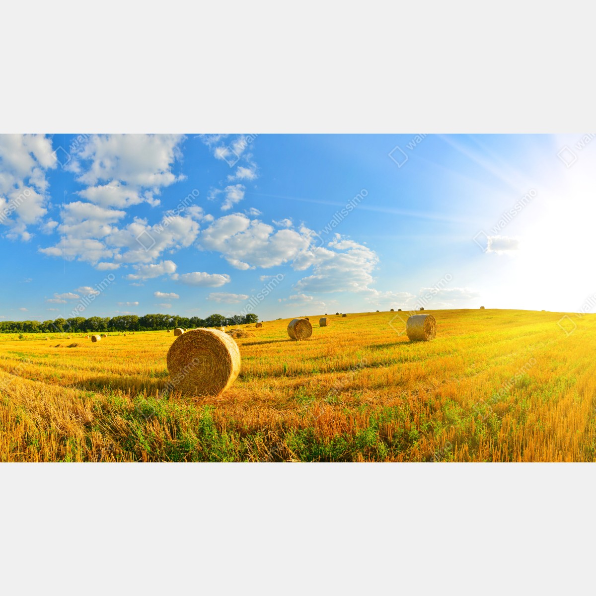 Fototapeta złote pole siana pod błękitnym niebem – Wallissimo® Fototapeta złote pole siana pod błękitnym niebem – Wallissimo®