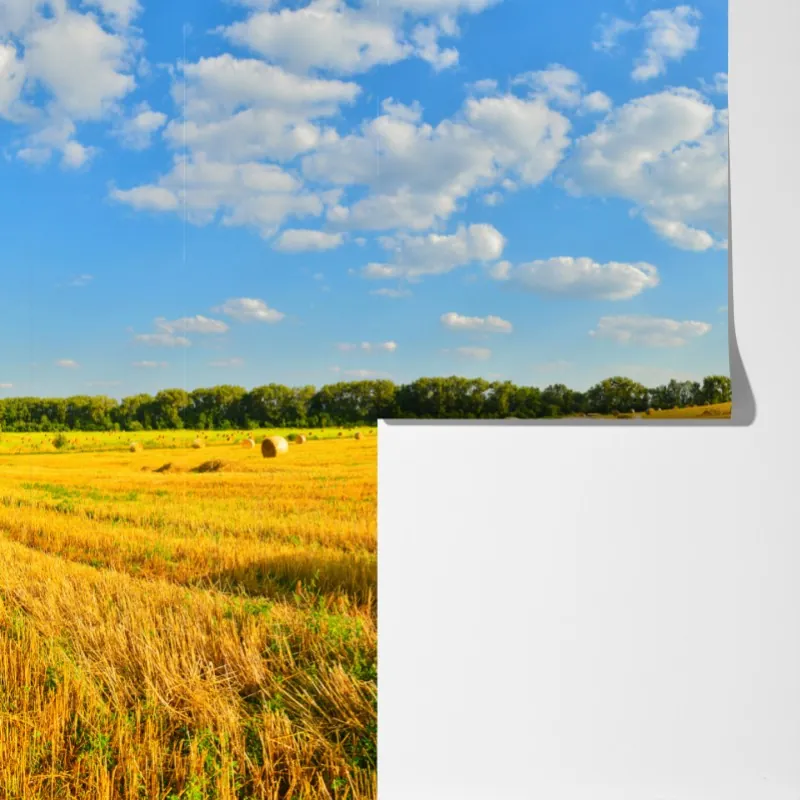 Fototapeta złote pole siana pod błękitnym niebem – Wallissimo® Fototapeta złote pole siana pod błękitnym niebem – Wallissimo®