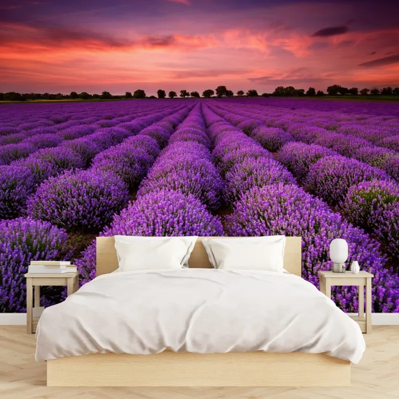 Fototapeta pole lawendy o zachodzie słońca