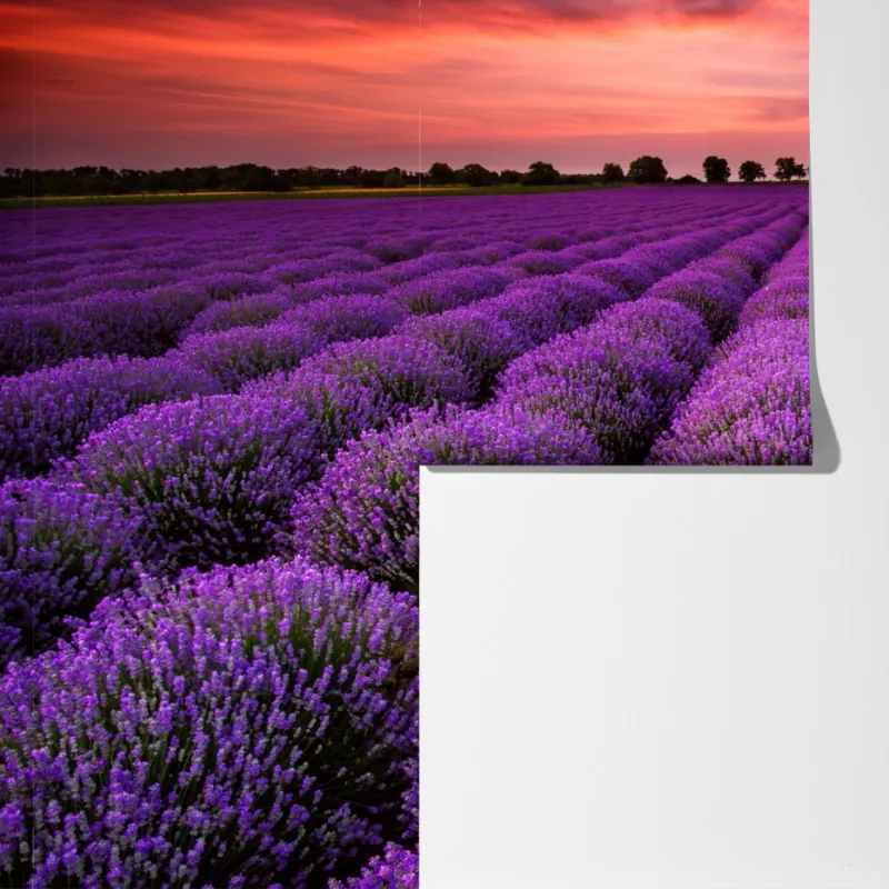 Fototapeta pole lawendy o zachodzie słońca – Wallissimo® Fototapeta pole lawendy o zachodzie słońca – Wallissimo®