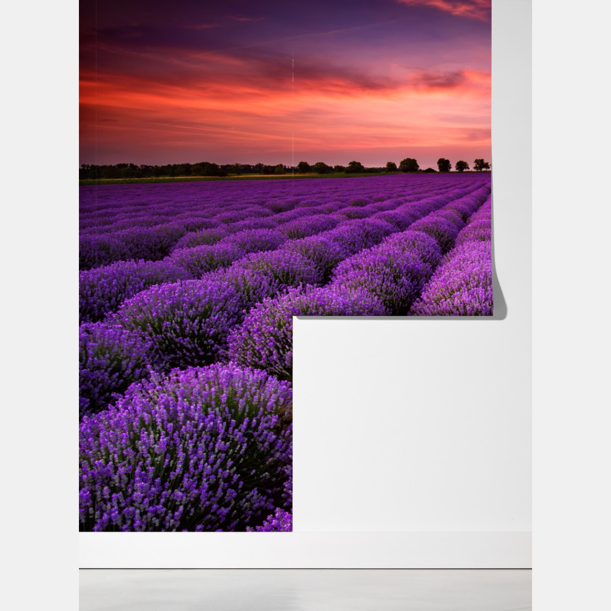 Fototapeta pole lawendy o zachodzie słońca – Wallissimo® Fototapeta pole lawendy o zachodzie słońca – Wallissimo®