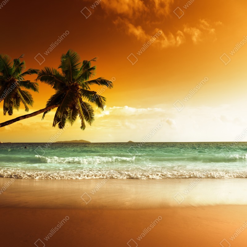 Fototapeta plaża przy zachodzie słońca na Karaibach z palmami – Wallissimo® Fototapeta plaża przy zachodzie słońca na Karaibach z palmami – Wallissimo®