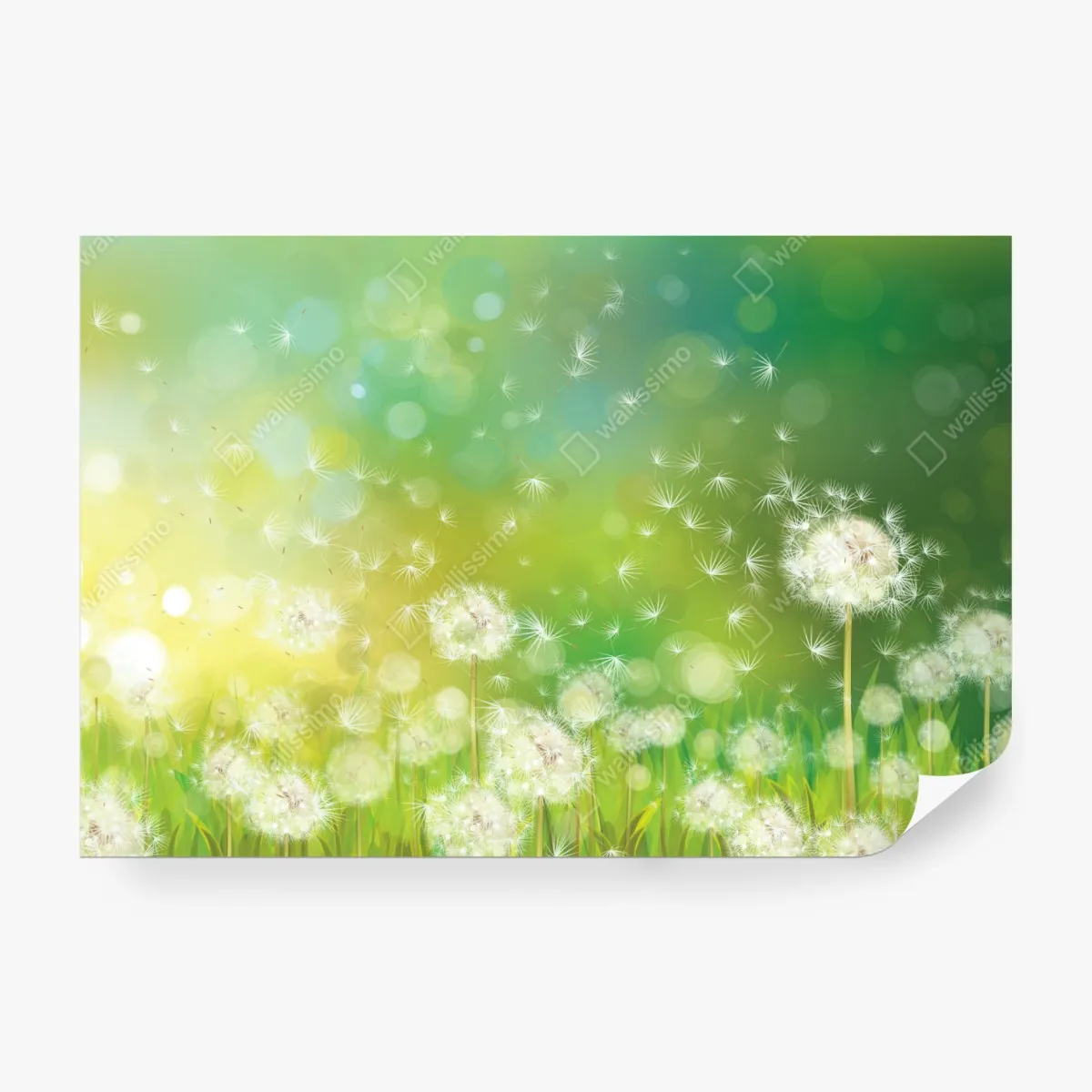 Fototapeta wiosenna łąka dmuchawców – Wallissimo® Fototapeta wiosenna łąka dmuchawców – Wallissimo®