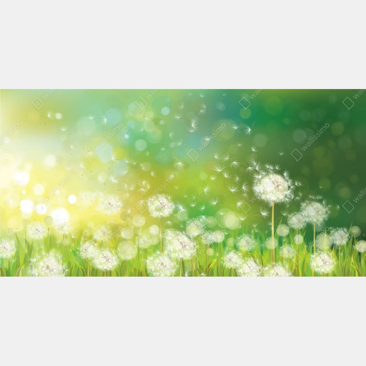 Fototapeta wiosenna łąka dmuchawców – Wallissimo® Fototapeta wiosenna łąka dmuchawców – Wallissimo®