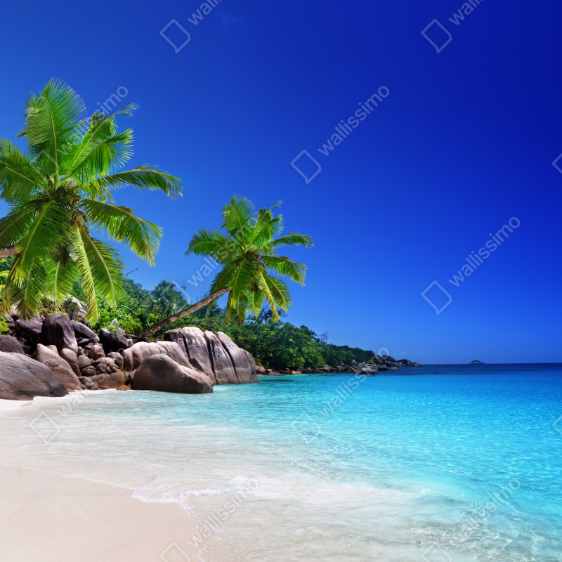 Fototapeta tropikalna plaża z turkusową wodą i palmami – Wallissimo® Fototapeta tropikalna plaża z turkusową wodą i palmami – Wallissimo®