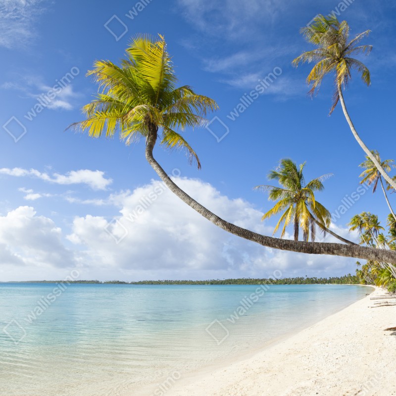 Fototapeta tropikalna turkusowa plaża z pochyloną palmą – Wallissimo® Fototapeta tropikalna turkusowa plaża z pochyloną palmą – Wallissimo®