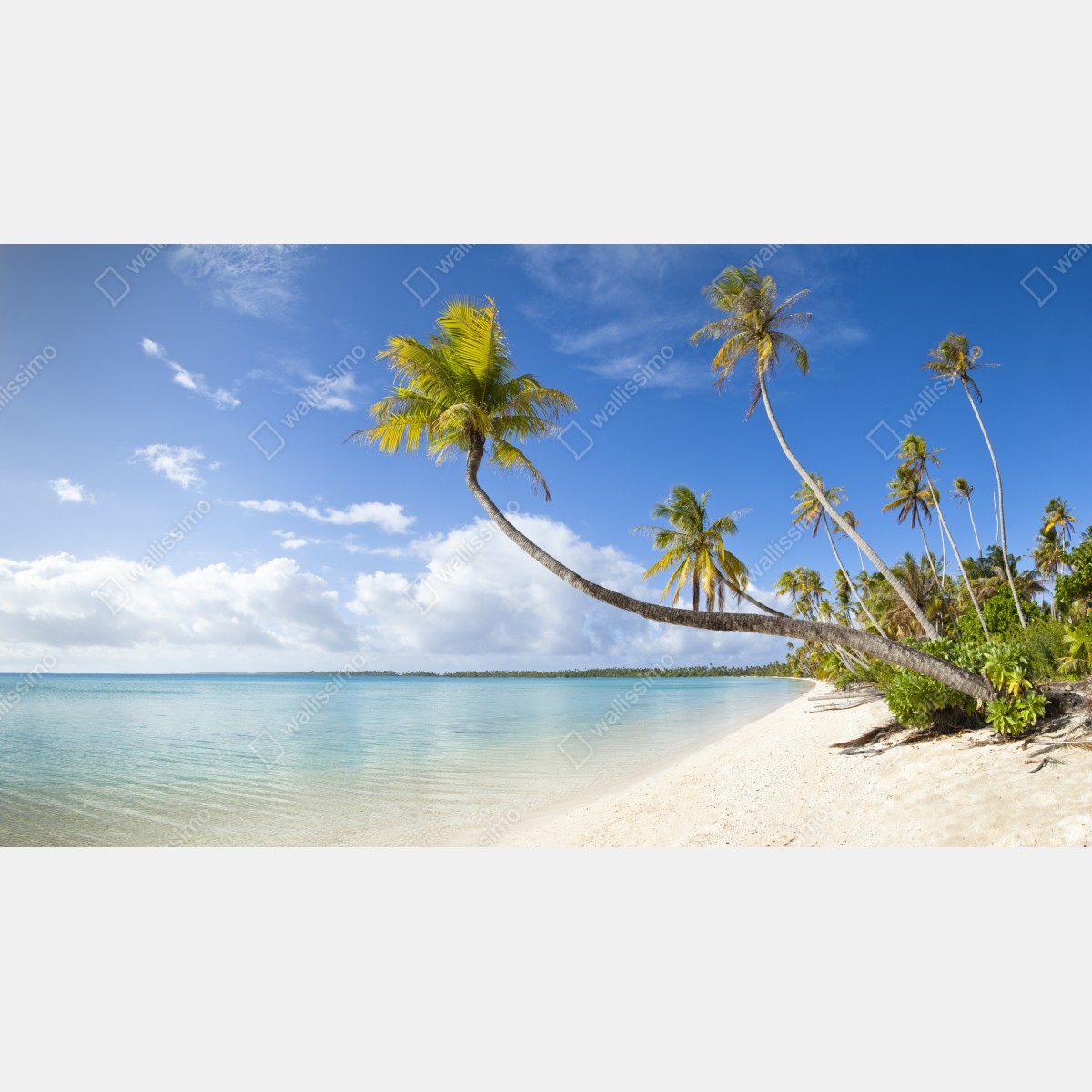 Fototapeta tropikalna turkusowa plaża z pochyloną palmą – Wallissimo® Fototapeta tropikalna turkusowa plaża z pochyloną palmą – Wallissimo®