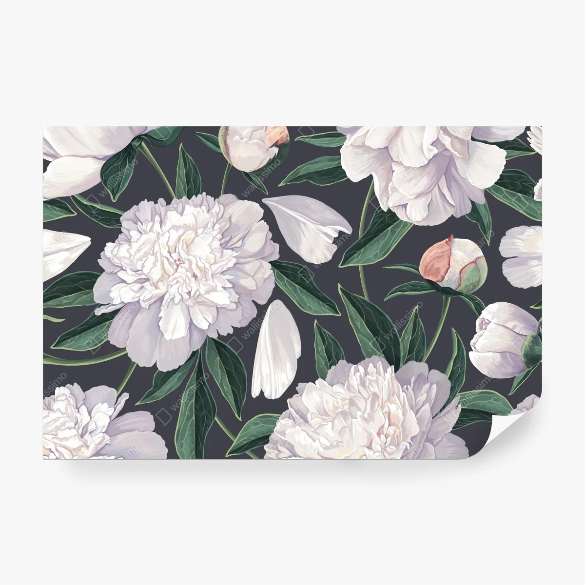 Fototapeta wzór białych piwonii na grafitowym tle – Wallissimo® Fototapeta wzór białych piwonii na grafitowym tle – Wallissimo®