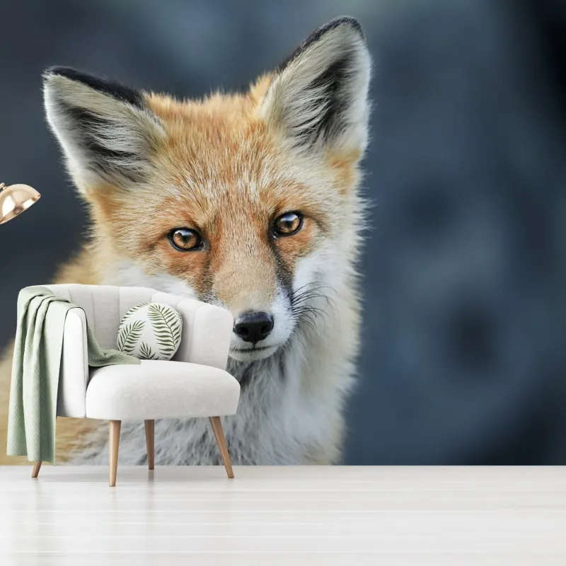 Fototapeta portret czerwonego lisa