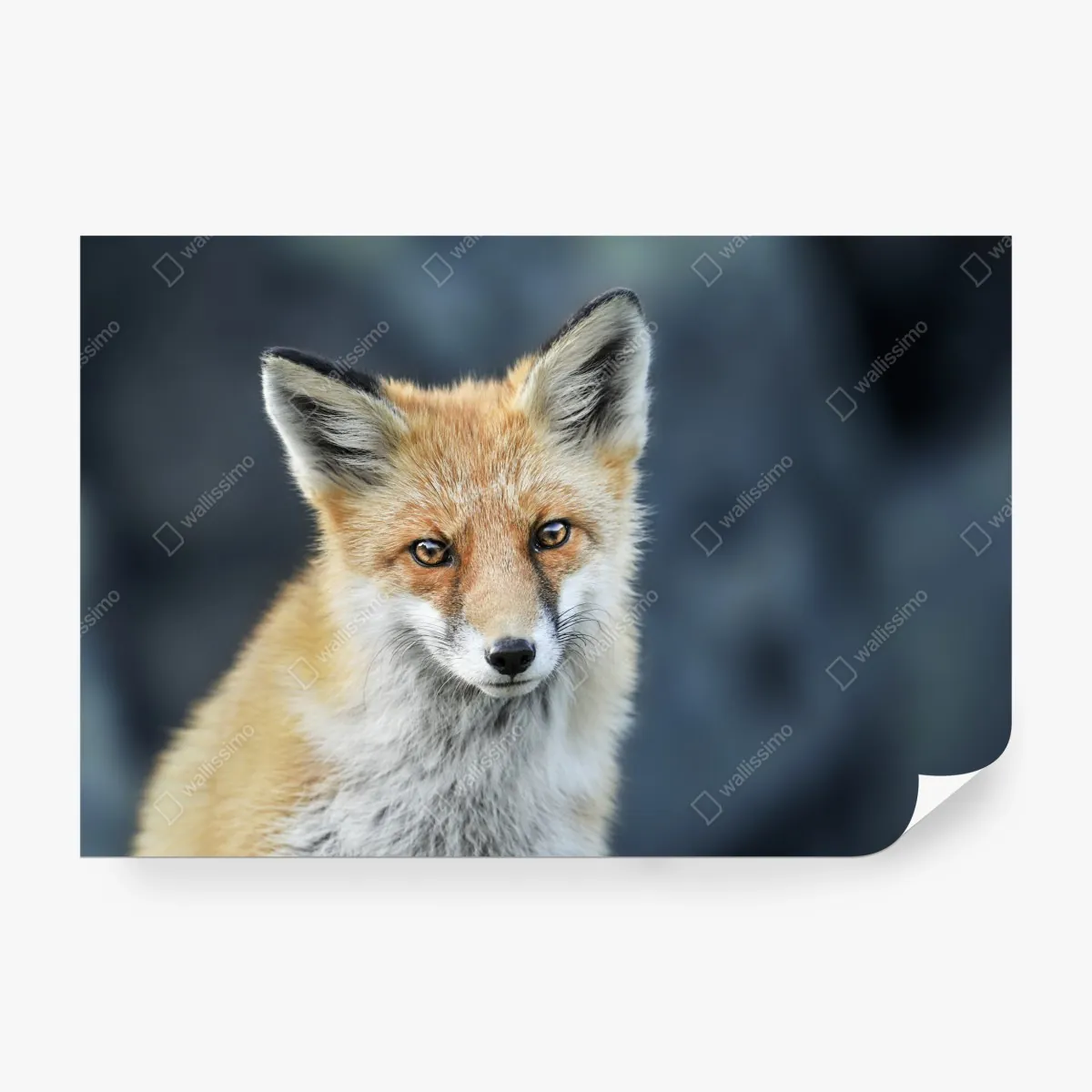 Fototapeta portret czerwonego lisa – Wallissimo® Fototapeta portret czerwonego lisa – Wallissimo®