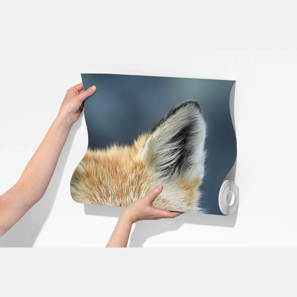 Fototapeta portret czerwonego lisa – Wallissimo® Fototapeta portret czerwonego lisa – Wallissimo®