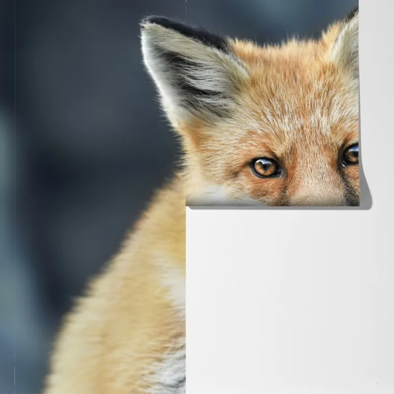 Fototapeta portret czerwonego lisa – Wallissimo® Fototapeta portret czerwonego lisa – Wallissimo®