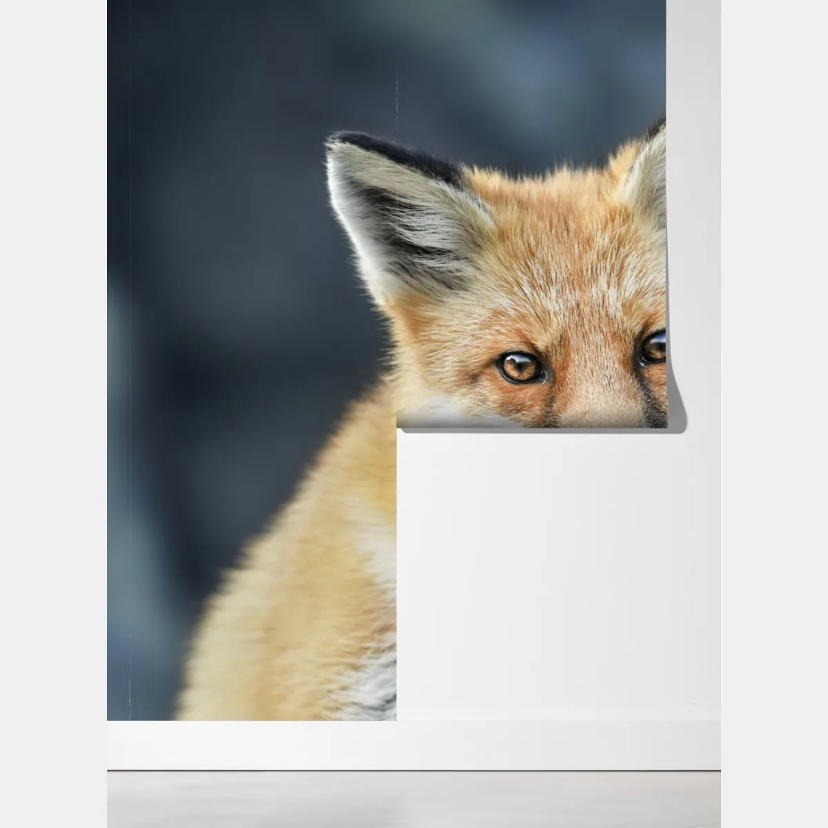 Fototapeta portret czerwonego lisa – Wallissimo® Fototapeta portret czerwonego lisa – Wallissimo®