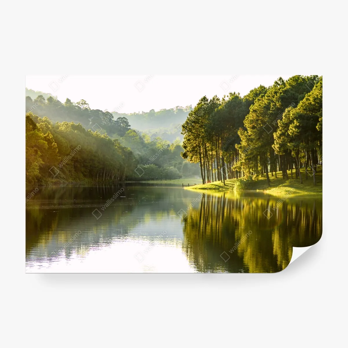 Fototapeta spokojny las sosnowy nad cichym jeziorem – Wallissimo® Fototapeta spokojny las sosnowy nad cichym jeziorem – Wallissimo®