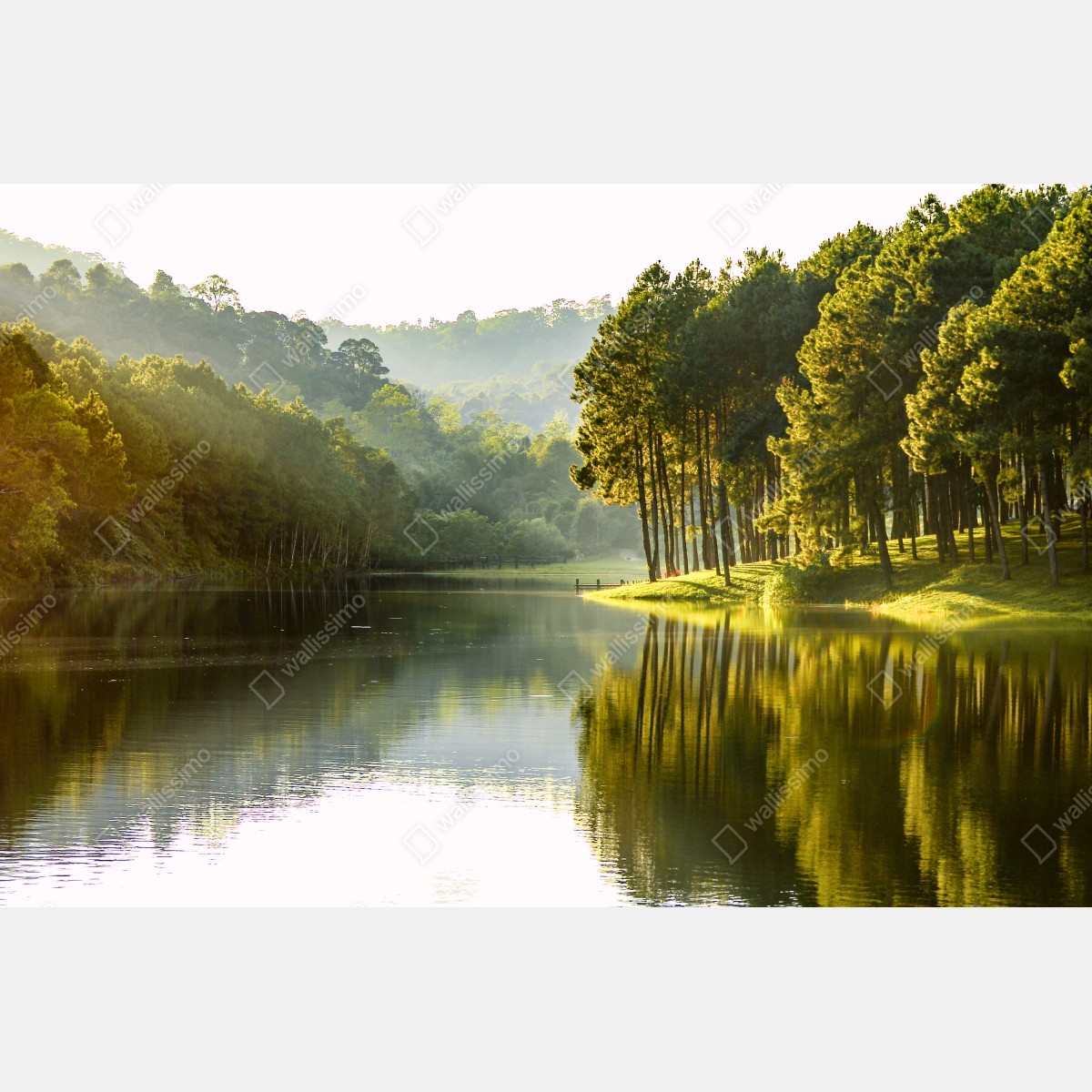 Fototapeta spokojny las sosnowy nad cichym jeziorem – Wallissimo® Fototapeta spokojny las sosnowy nad cichym jeziorem – Wallissimo®