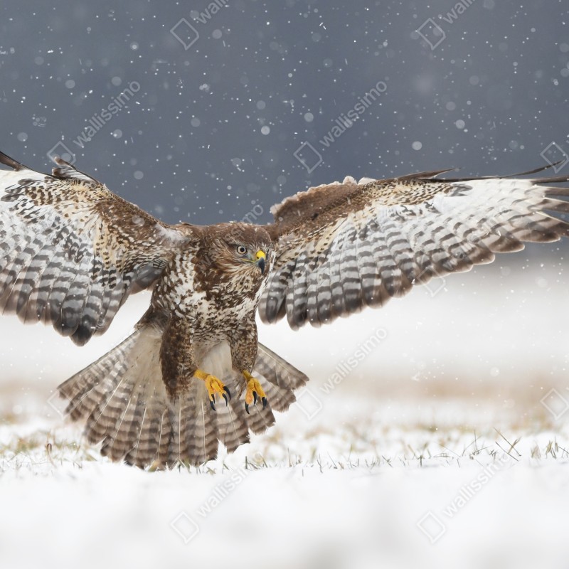 Fototapeta myszołów lądujący na śniegu – Wallissimo® Fototapeta myszołów lądujący na śniegu – Wallissimo®