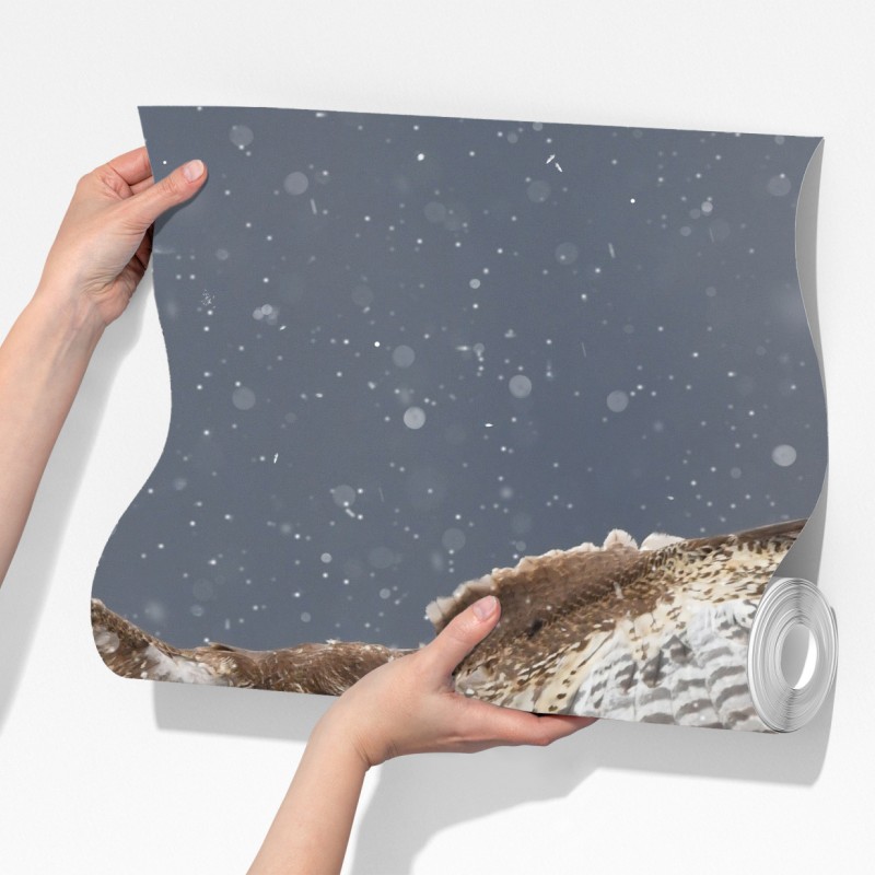 Fototapeta myszołów lądujący na śniegu – Wallissimo® Fototapeta myszołów lądujący na śniegu – Wallissimo®