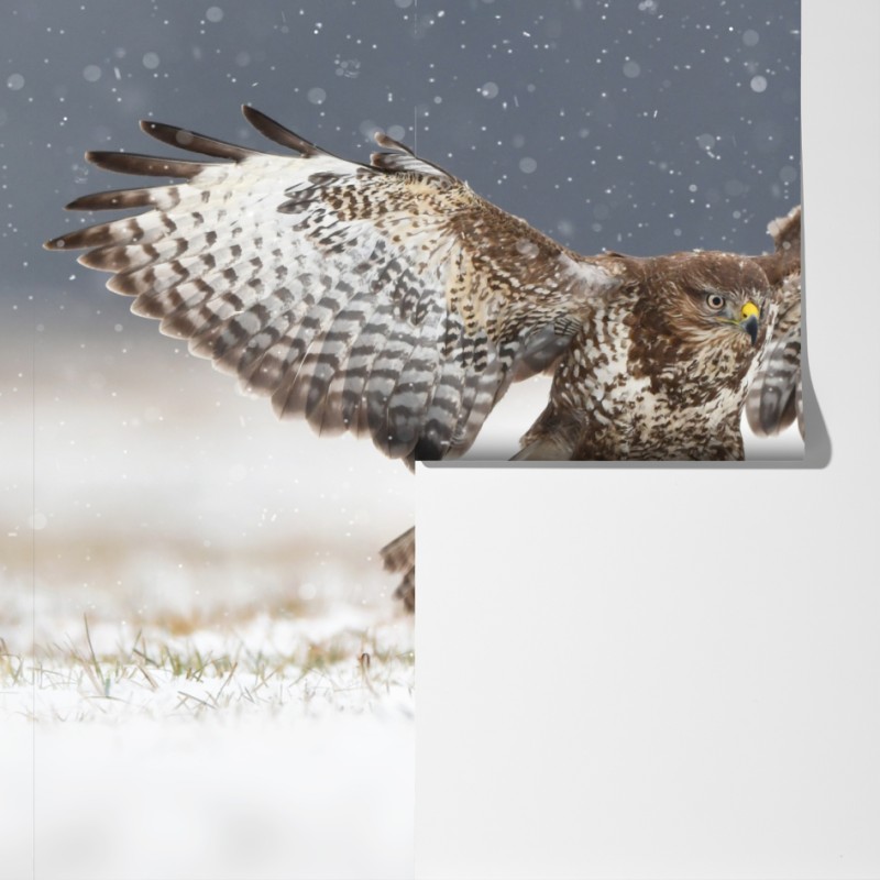 Fototapeta myszołów lądujący na śniegu – Wallissimo® Fototapeta myszołów lądujący na śniegu – Wallissimo®