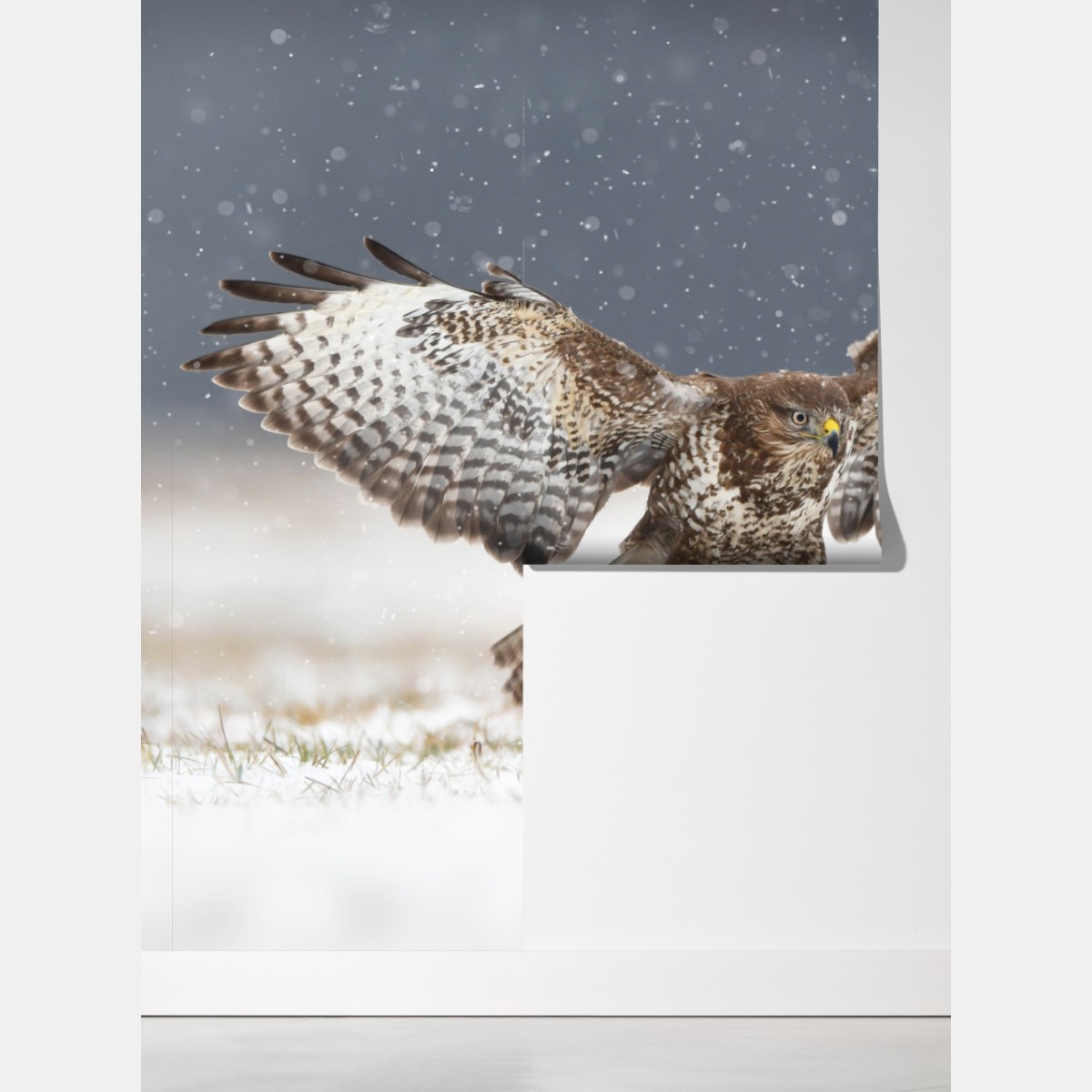 Fototapeta myszołów lądujący na śniegu – Wallissimo® Fototapeta myszołów lądujący na śniegu – Wallissimo®